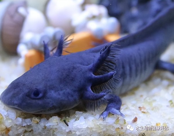 六角恐龙鱼吃什么食物