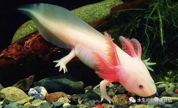 六角恐龙鱼吃什么食物