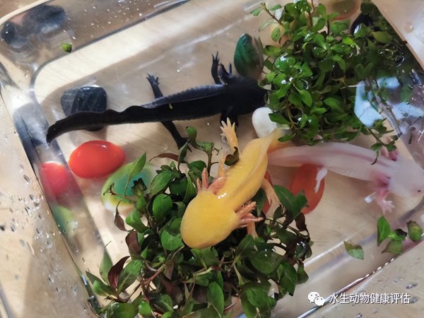 六角恐龙鱼吃什么食物