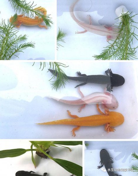 六角恐龙鱼吃什么食物