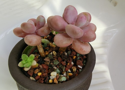 小天狗可以叶插吗