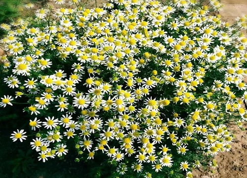 洋甘菊什么时候开花