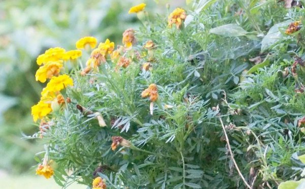 万寿菊长什么样子图片