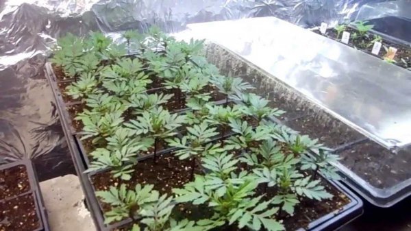 万寿菊长什么样子图片