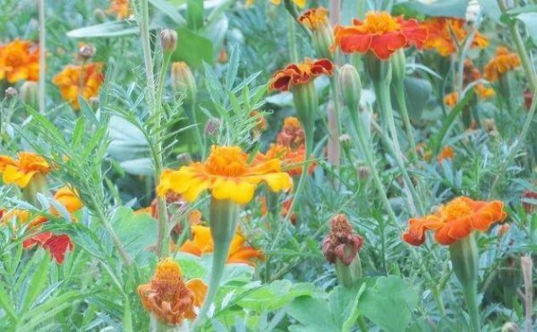 万寿菊长什么样子图片