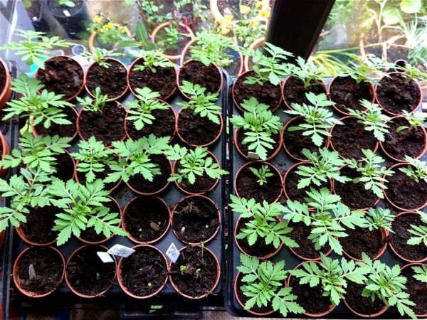 万寿菊长什么样子图片