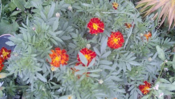 万寿菊长什么样子图片