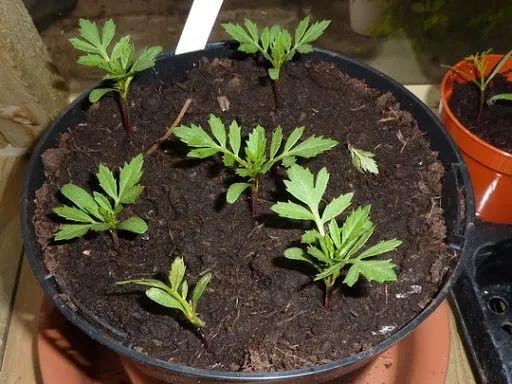 万寿菊长什么样子图片