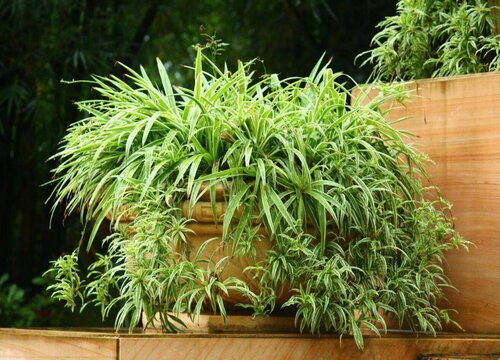 吊兰适合什么土壤生长