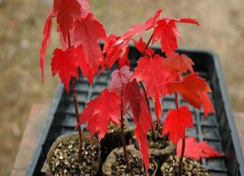 红枫叶子干枯发卷什么原因