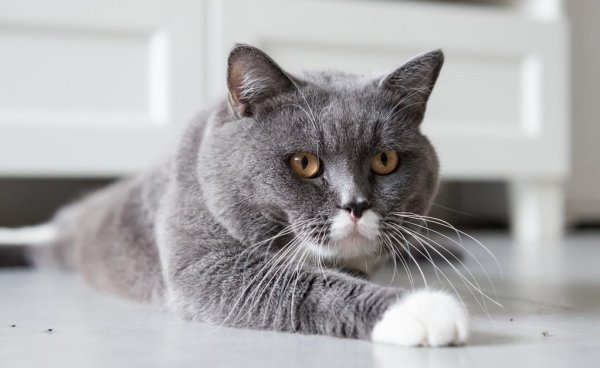 世界上最贵的猫前十名