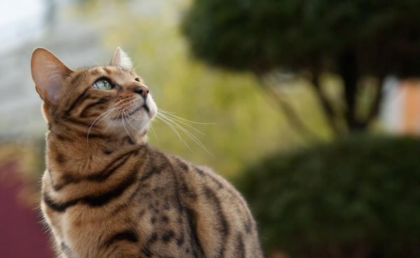 世界上最贵的猫前十名