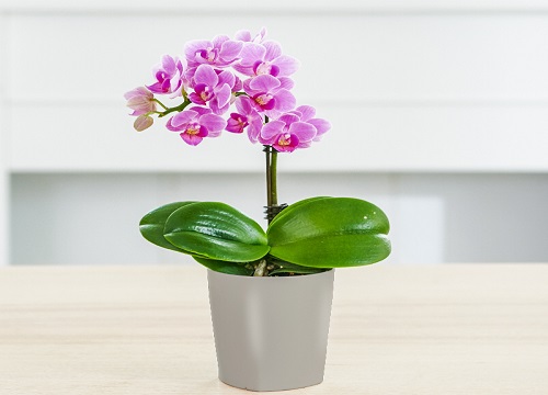 蝴蝶兰气生根折断该如何处理