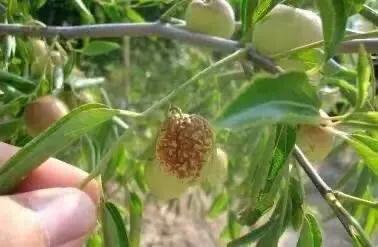 枣树的缩果病怎样防治