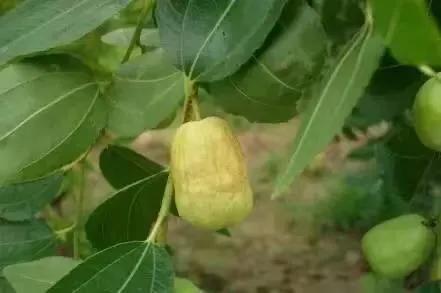 枣树的缩果病怎样防治