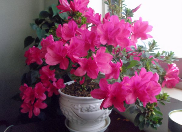 复合肥和有机肥哪个好