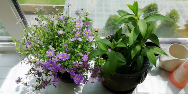 复合肥和有机肥哪个好