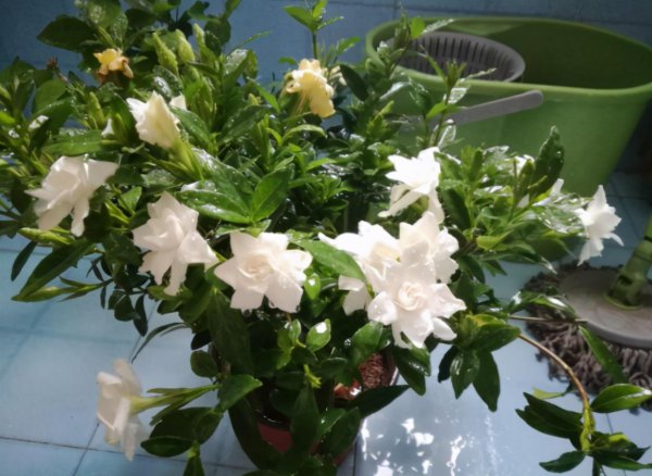 复合肥和有机肥哪个好