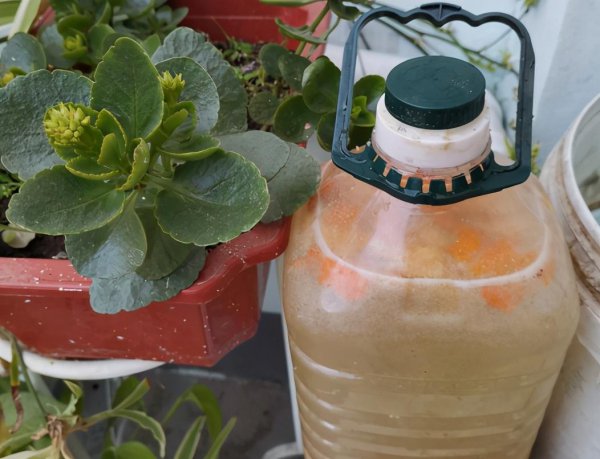 复合肥和有机肥哪个好