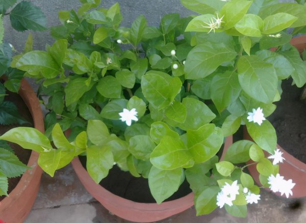 复合肥和有机肥哪个好