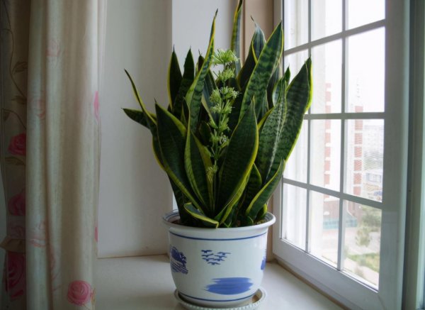 复合肥和有机肥哪个好