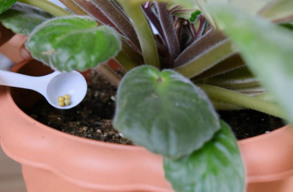 复合肥和有机肥哪个好