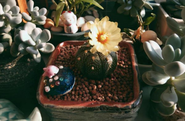 复合肥和有机肥哪个好