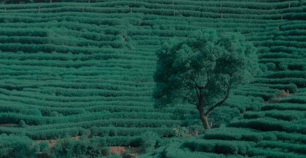 杭州西湖的资料和传说简介