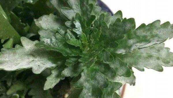 长寿花长白毛了是怎么回事