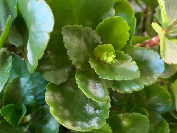 长寿花长白毛了是怎么回事