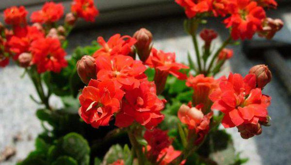 长寿花长白毛了是怎么回事