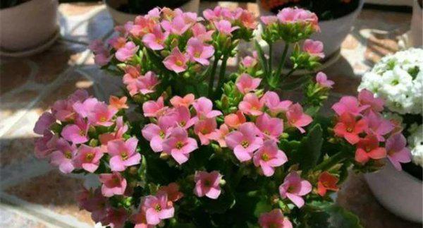 长寿花长白毛了是怎么回事