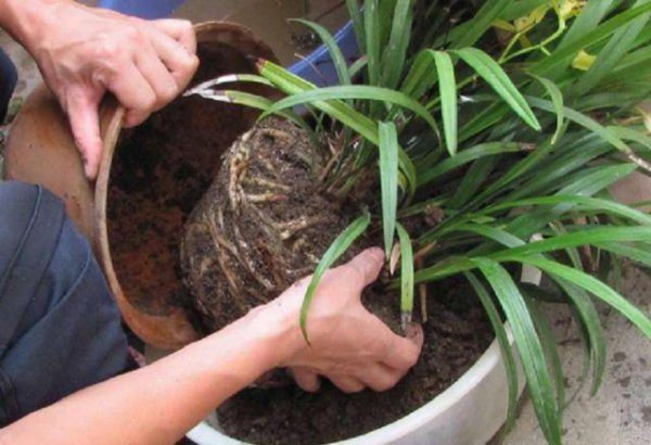 盆栽植物为什么要换土