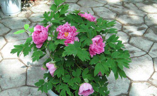 盆栽植物为什么要换土