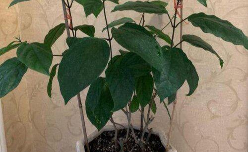 盆栽植物为什么要换土