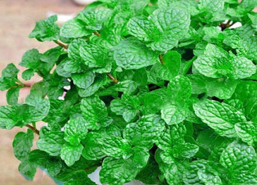 土薄荷可以水培吗