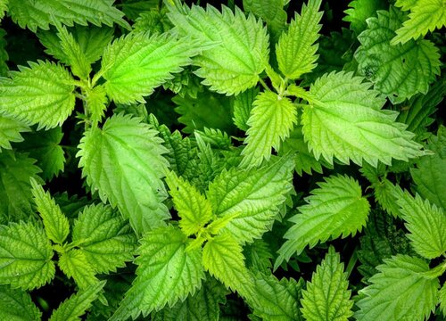 土薄荷可以水培吗