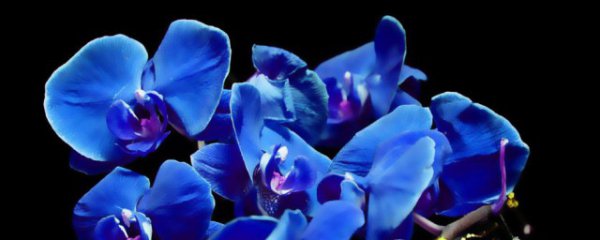 客厅适合养什么蓝色花树