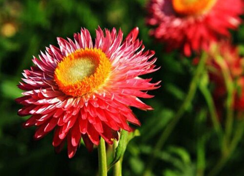 麦秆菊花期是什么时候