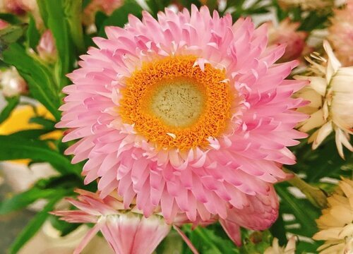 麦秆菊花期是什么时候