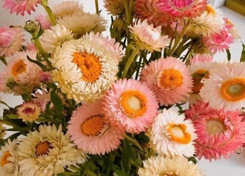 麦秆菊花期是什么时候