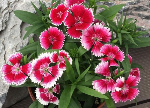 夏天购买花卉都有哪些注意事项