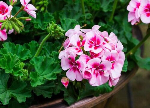 夏天购买花卉都有哪些注意事项