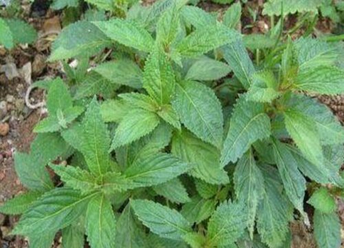 溪黄草有什么作用