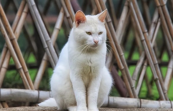 农村驱蛇最佳办法