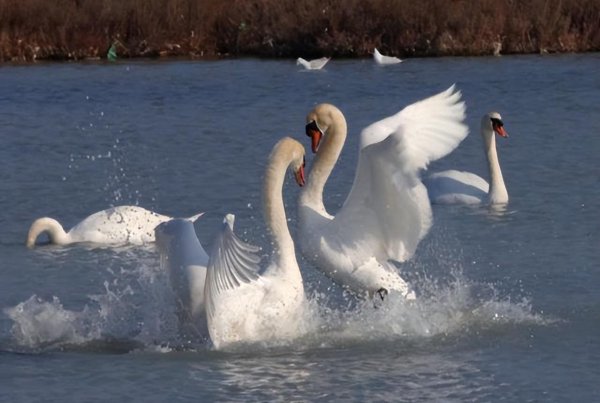 农村驱蛇最佳办法