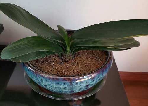 暖房如何养君子兰避免虫害