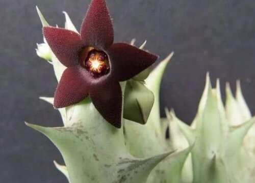 多肉上盆前土壤如何处理