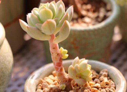 多肉上盆前土壤如何处理