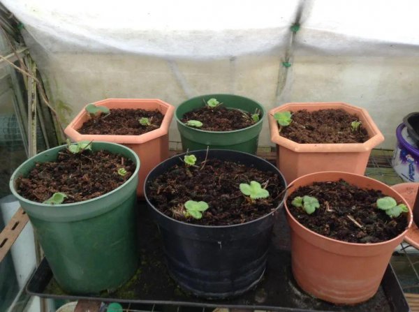 为什么盆栽草莓总养不活